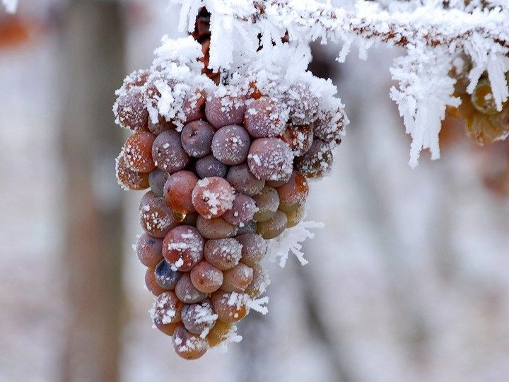Eiswein