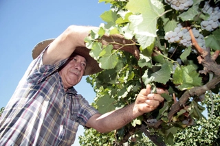 Aromo Wines