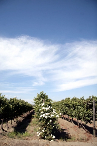 Aromo Wines